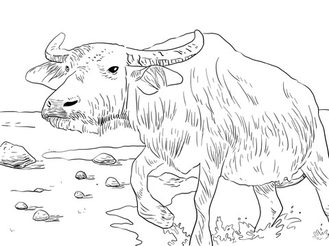 Water Buffalo Coloring Page